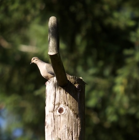 Untitled (Sculptural Perches)